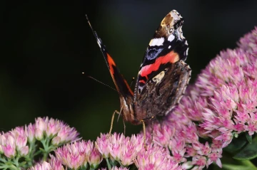 admiral vanessa atalanta