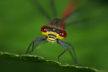 adonislibelle