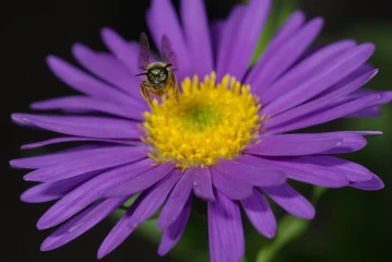 alpenaster biene