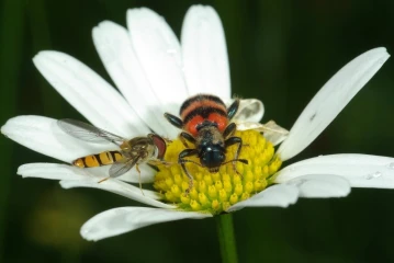 bienenwolf