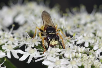 bienenwolf2