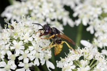 bienenwolf3
