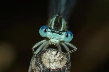 binsenjungfer libelle