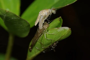 federlibelle schluepft