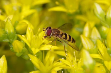 fliege mauerpfeffer