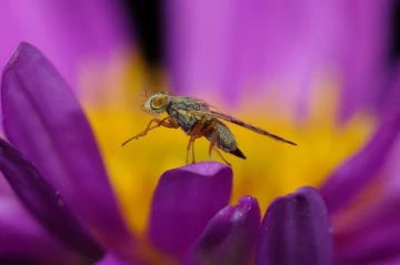 fliege putzen