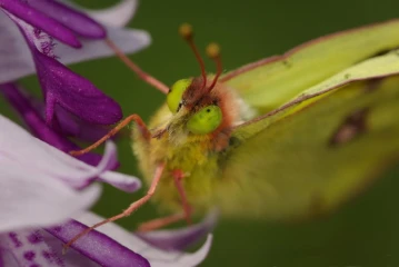 heufalter helmorchis2