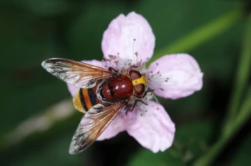 hornissenschwebfliege