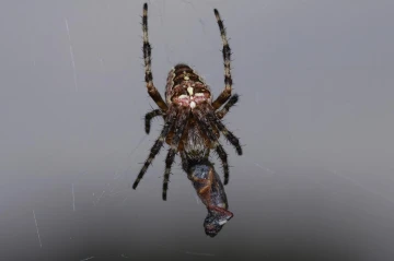 kreuzspinne araneus diadematus