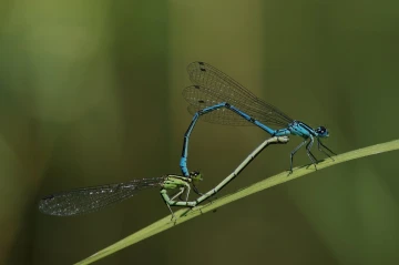 libelle herz