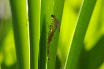 libelle schluepft1