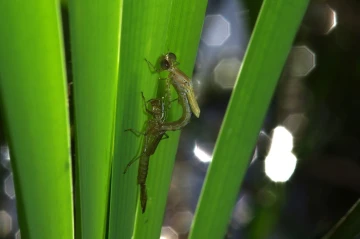 libelle schluepft2