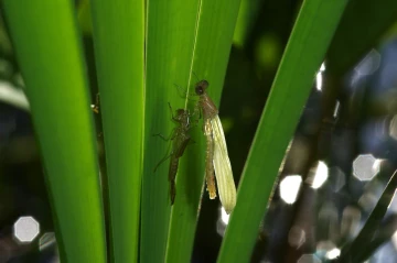 libelle schluepft3