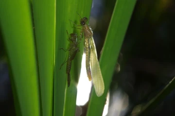libelle schluepft4