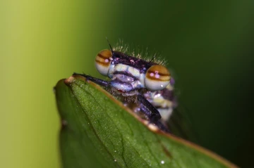 libellen kopf2