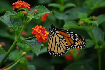 monarch