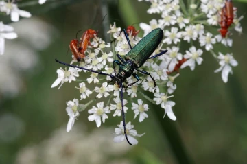 moschusbock