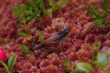 mossbewohner