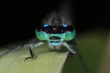 pechlibelle 01