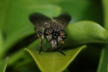 regenbremse1