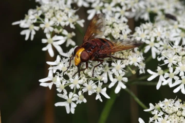 riesenschwebfliege