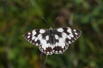 schachbrettfalter3