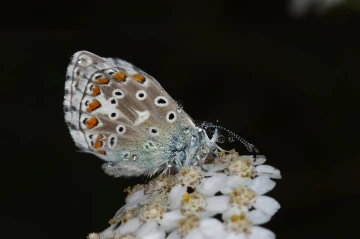 schmetterling tau1