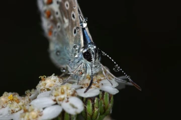 schmetterling tau2