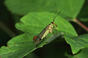 skorpionsfliege 1