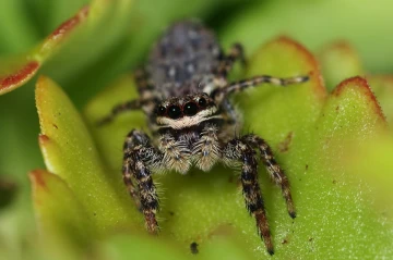springspinne kopf