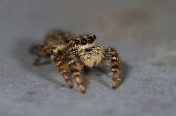 springspinne1