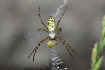 zebraspinne