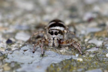 zebraspringspinne1