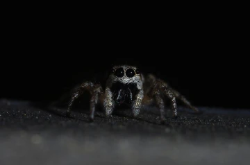 zebraspringspinne2