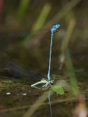 azurjungfer paar2