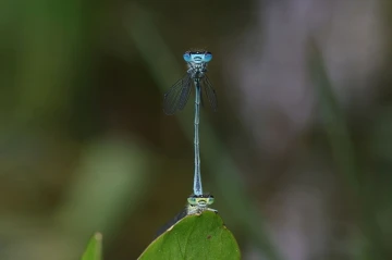 azurjungfer paar3