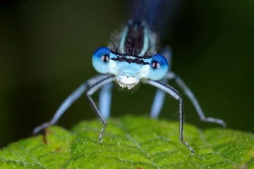 azurjungfer portrait1