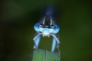 azurjungfer portrait2