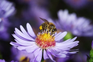 biene aster3