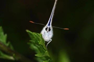 blaeuling1