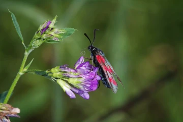 bluttroepfchen1