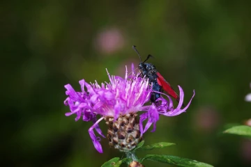 bluttroepfchen2