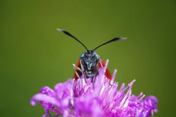 bluttroepfchen3