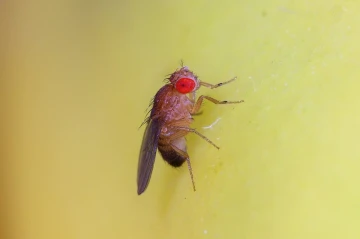 drosofila1