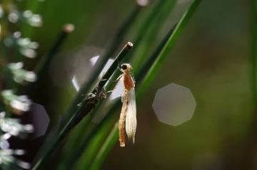 federlibelle schluepft5