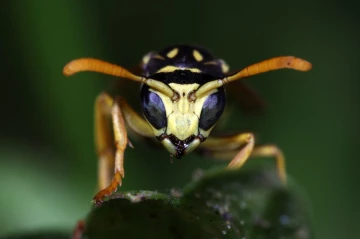 feldwespe kopf