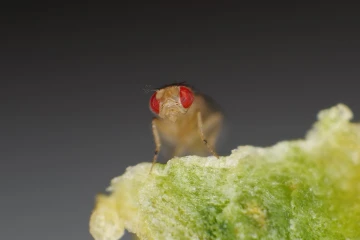 fruchtfliege1