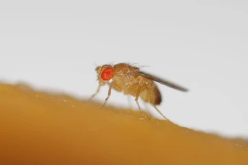 fruchtfliege2