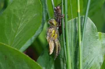 grosslibelle schluepft1