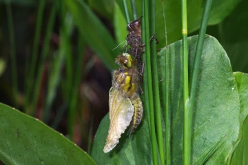 grosslibelle schluepft2